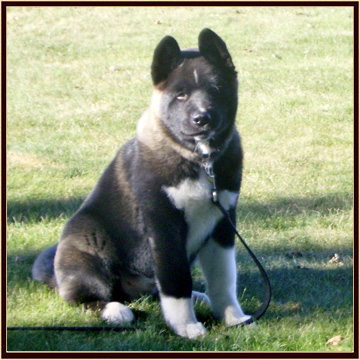 Hefty15weeks