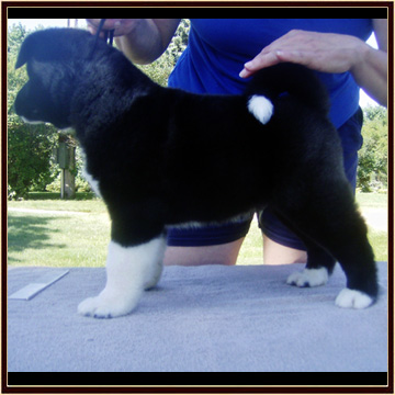 Hefty7-5Weeks