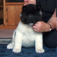 Holstein2_small