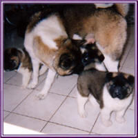 Honda7weeks2_small