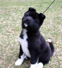 HotmamaPup1_small