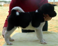 HotmamaPup2_small
