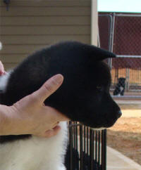 HotmamaPup4_small