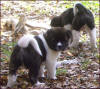 IrishBoy-7wks-img005_small
