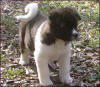 IrishBoy-7wks-img006_small