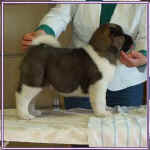 JaggerJr_small (1)