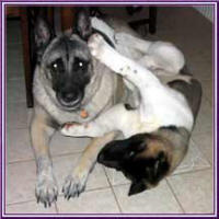 NewPuppyPics_small