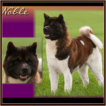 Noble1