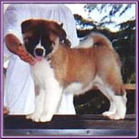 Puppy5_small
