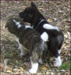 Pyramid-IrishGirls-7wks-img004_small (1)