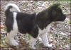 PyramidGirl-7wks-img002_small