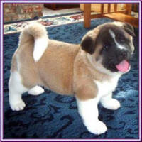 Sachi2_small