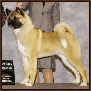 Sheva1