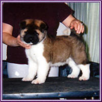 Toyota7Weeks_small