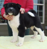 Tux2_small