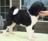 Tux3_small