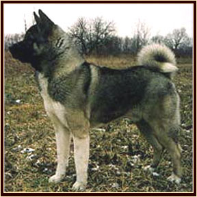 Zeus1 (1)