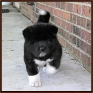 vader