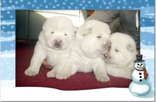 CobredPups4