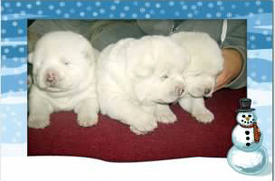 CobredPups5
