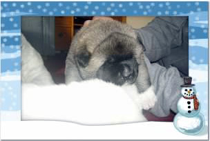CobredPups6