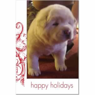 PUPs-(Rice-pose)Holiday
