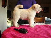 Update2Bleach3_small