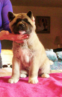 Update2Cocoa_small