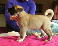 Update2Pups_small